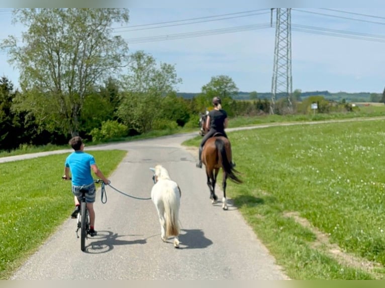 Kuce szetlandzkie Wałach 4 lat 95 cm Srokata in Wolfegg