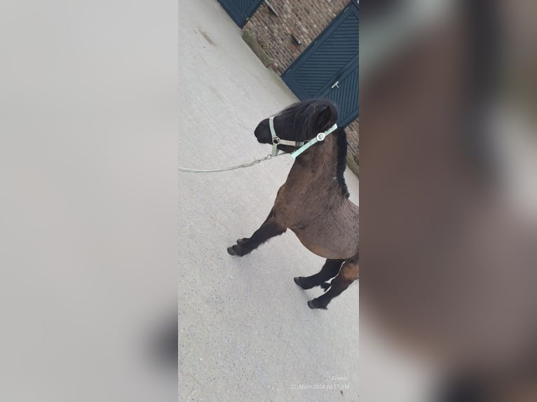 Kuce szetlandzkie Wałach 5 lat 100 cm Kara in Langenfeld