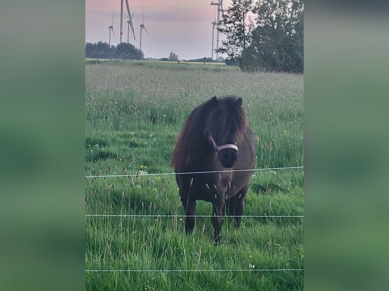 Kuce szetlandzkie Wałach 5 lat 100 cm Kara in Uelvesbüll