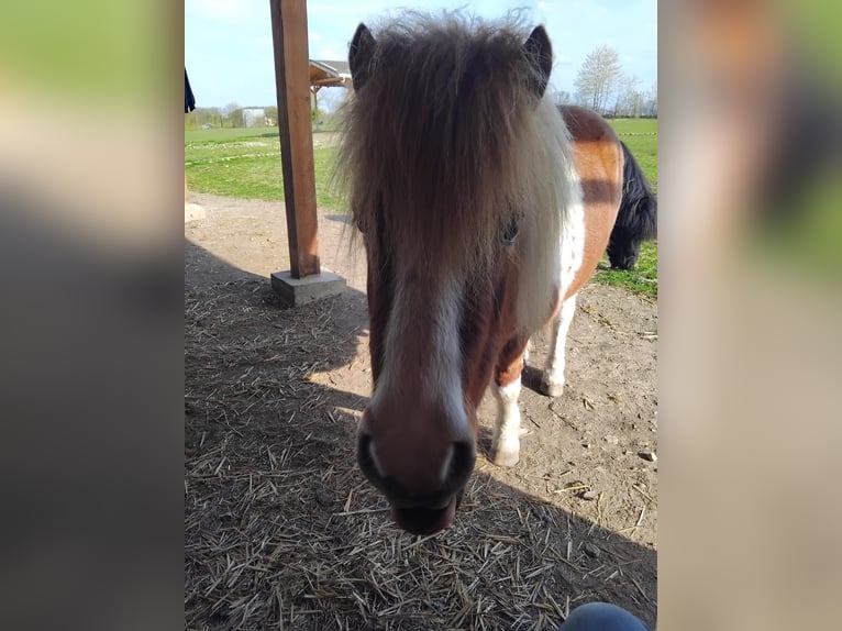 Kuce szetlandzkie Wałach 5 lat 104 cm Srokata in Ilmtal-Weinstraße