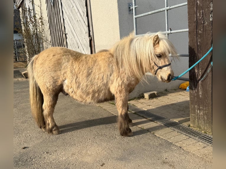 Kuce szetlandzkie Wałach 5 lat 86 cm Izabelowata in Daleiden