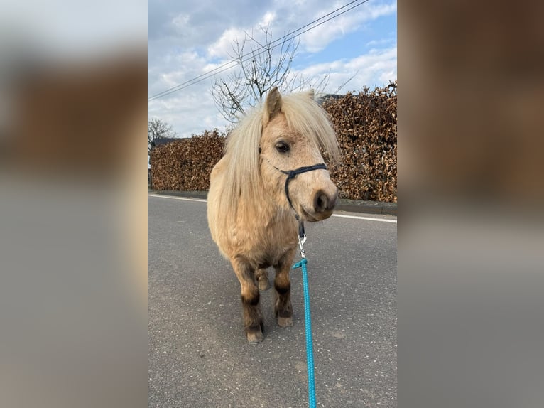 Kuce szetlandzkie Wałach 5 lat 86 cm Izabelowata in Daleiden