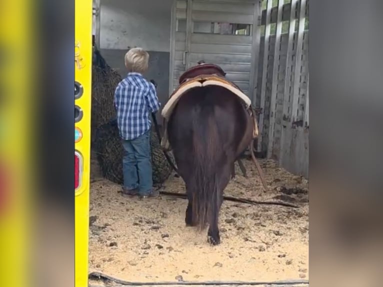 Kuce szetlandzkie Mix Wałach 5 lat 91 cm Kara in Monroe