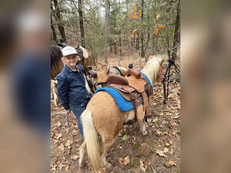 Kuce szetlandzkie Wałach 5 lat 94 cm Izabelowata in Antlers