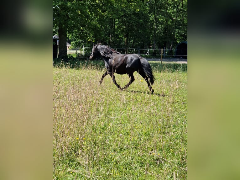 Kuce szetlandzkie Wałach 5 lat 95 cm Kara in Hude (Oldenburg)