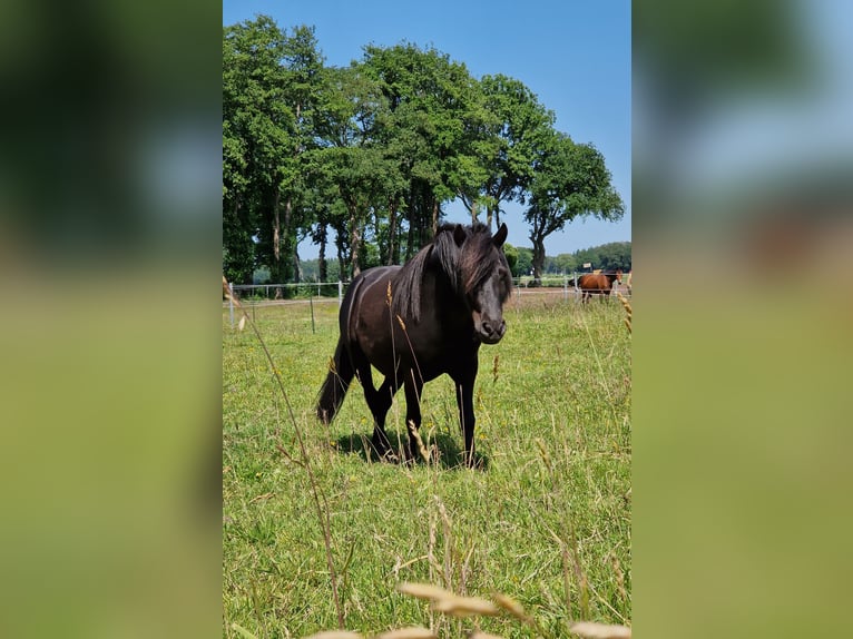 Kuce szetlandzkie Wałach 5 lat 95 cm Kara in Hude (Oldenburg)