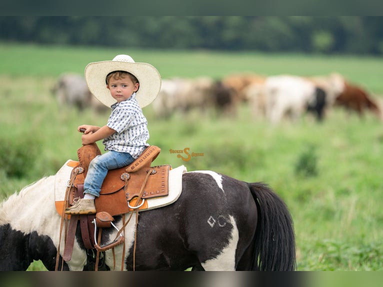 Kuce szetlandzkie Wałach 5 lat 97 cm in Bogard, MO