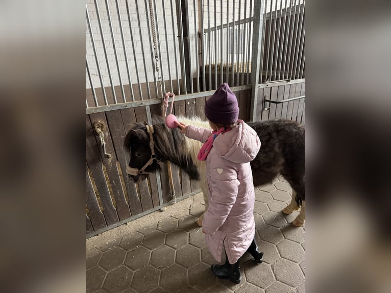 Kuce szetlandzkie Wałach 6 lat 104 cm Srokata in Buchholz in der Nordheide