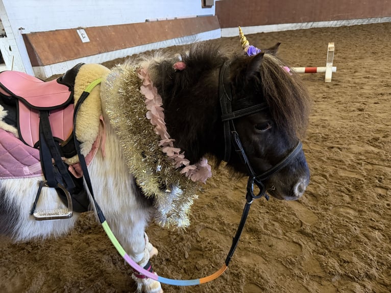 Kuce szetlandzkie Wałach 6 lat 104 cm Srokata in Buchholz in der Nordheide