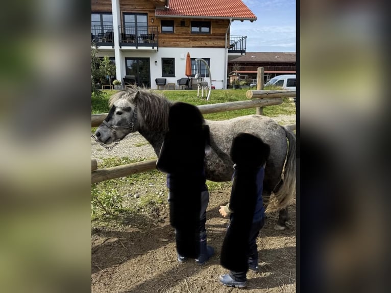 Kuce szetlandzkie Wałach 6 lat 110 cm Siwa jabłkowita in Löhne