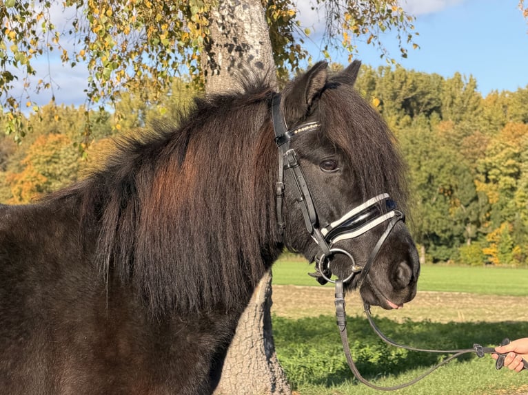 Kuce szetlandzkie Mix Wałach 6 lat 119 cm Kara in Riedlingen