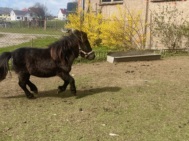Kuce szetlandzkie Wałach 6 lat 70 cm Kara in Kaltohmfeld