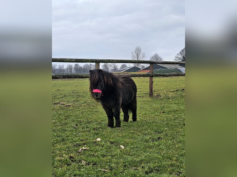 Kuce szetlandzkie Wałach 6 lat 85 cm Kara in Winterswijk Corle