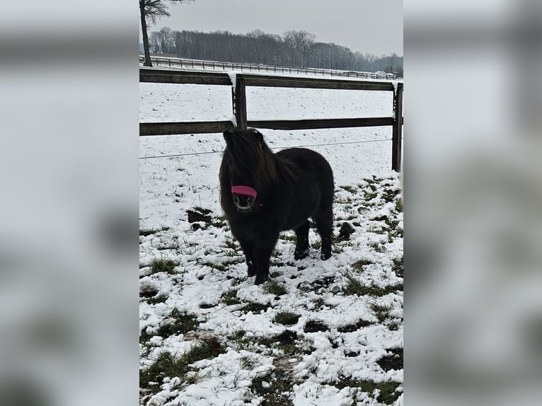 Kuce szetlandzkie Wałach 6 lat 85 cm Skarogniada in Winterswijk Corle