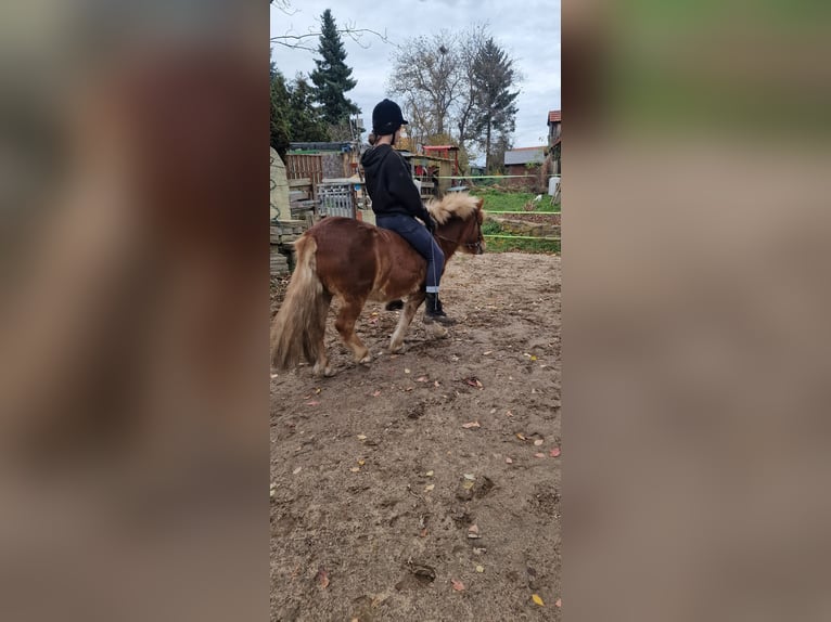 Kuce szetlandzkie Wałach 7 lat 107 cm Kasztanowata in Klingenberg