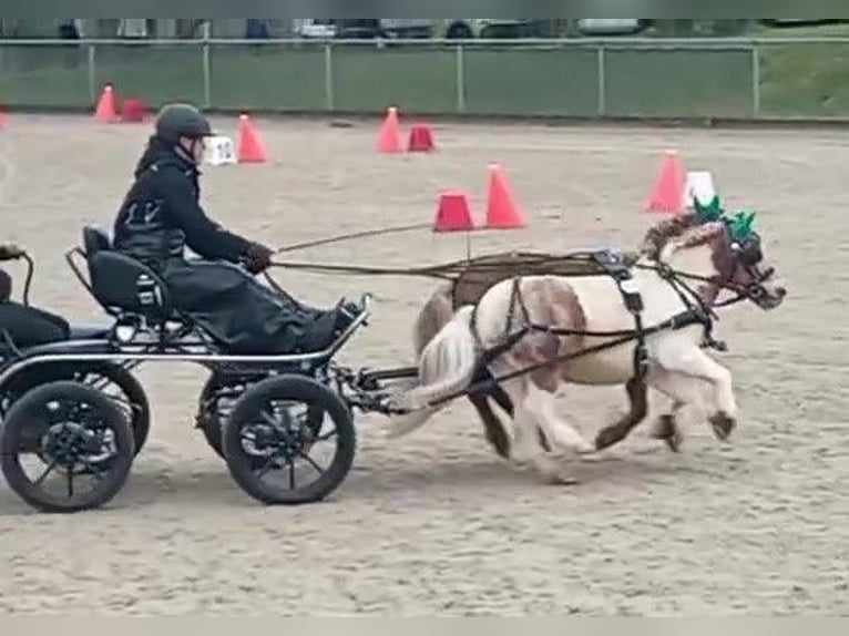 Kuce szetlandzkie Wałach 7 lat 94 cm  in Obergröningen