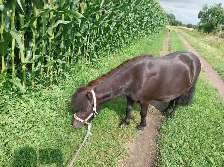 Kuce szetlandzkie Wałach 7 lat 95 cm Kara in Albersloh (Sendenhorst)
