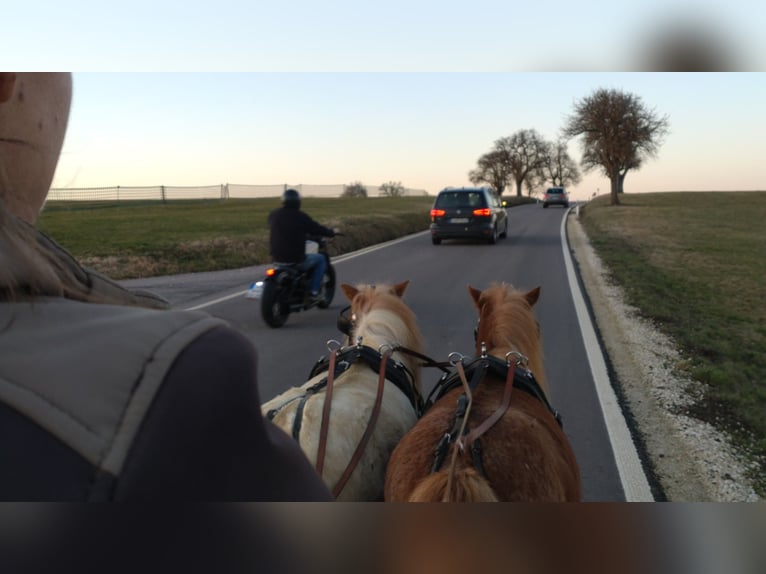 Kuce szetlandzkie Wałach 7 lat 95 cm Srokata in Obergröningen