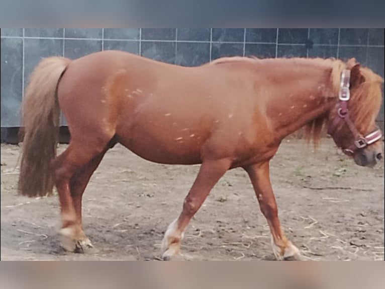 Kuce szetlandzkie Wałach 8 lat 100 cm Kasztanowata in Bornhöved