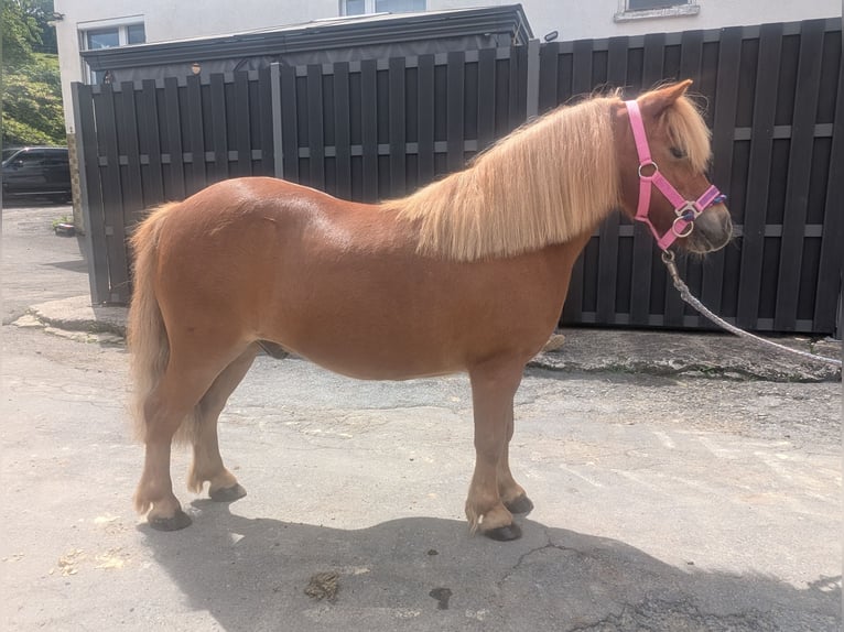 Kuce szetlandzkie Wałach 8 lat 100 cm Kasztanowata in Morsbach