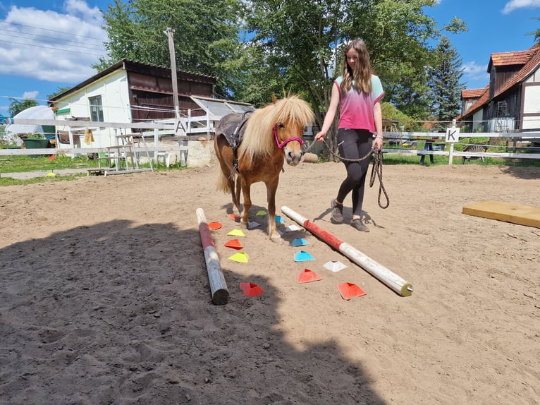 Kuce szetlandzkie Wałach 8 lat 107 cm Kasztanowata in Klingenberg