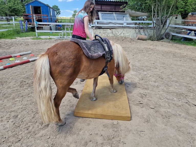 Kuce szetlandzkie Wałach 8 lat 107 cm Kasztanowata in Klingenberg