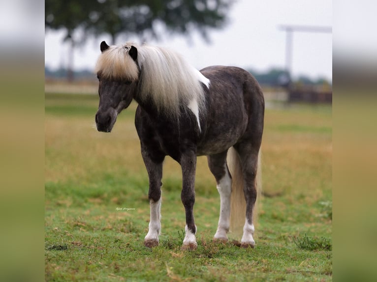 Kuce szetlandzkie Wałach 8 lat 107 cm Tobiano wszelkich maści in Weatherford
