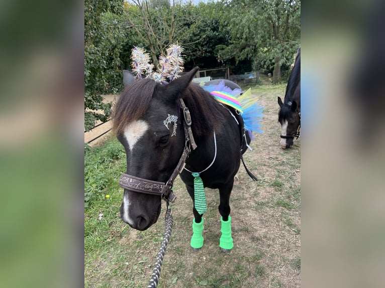 Kuce szetlandzkie Mix Wałach 8 lat 110 cm Kara in Kessel