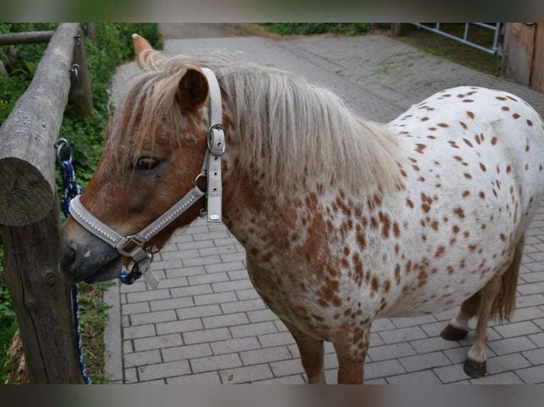 Kuce szetlandzkie Wałach 8 lat 112 cm Tarantowata in CursdorfSchwarzatal