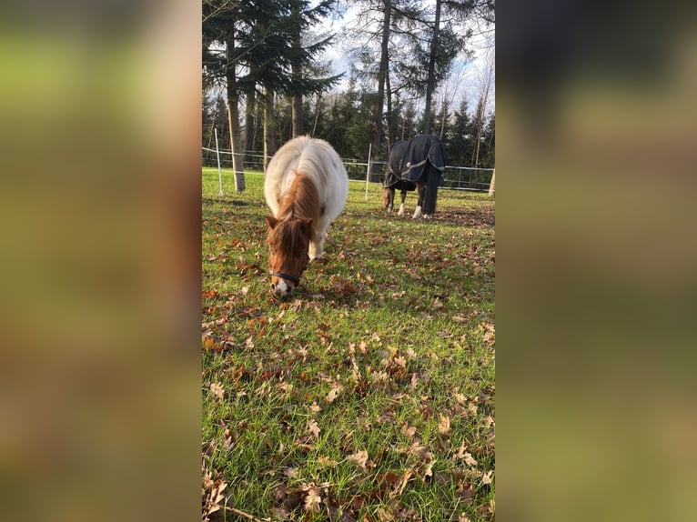 Kuce szetlandzkie Wałach 8 lat 85 cm Srokata in Edewecht
