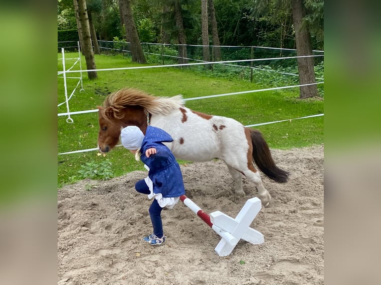 Kuce szetlandzkie Wałach 8 lat 85 cm Srokata in Edewecht