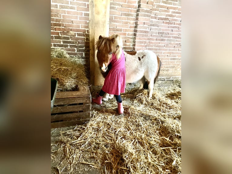 Kuce szetlandzkie Wałach 8 lat 85 cm Srokata in Edewecht