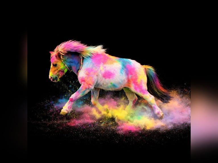 Kuce szetlandzkie Wałach 8 lat 85 cm Srokata in Edewecht