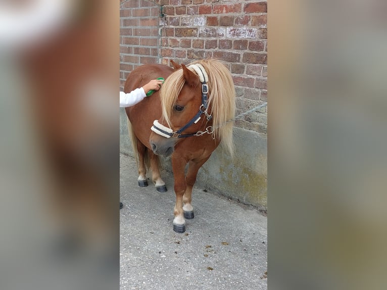 Kuce szetlandzkie Wałach 9 lat 100 cm Kasztanowata in Bedburg-Hau