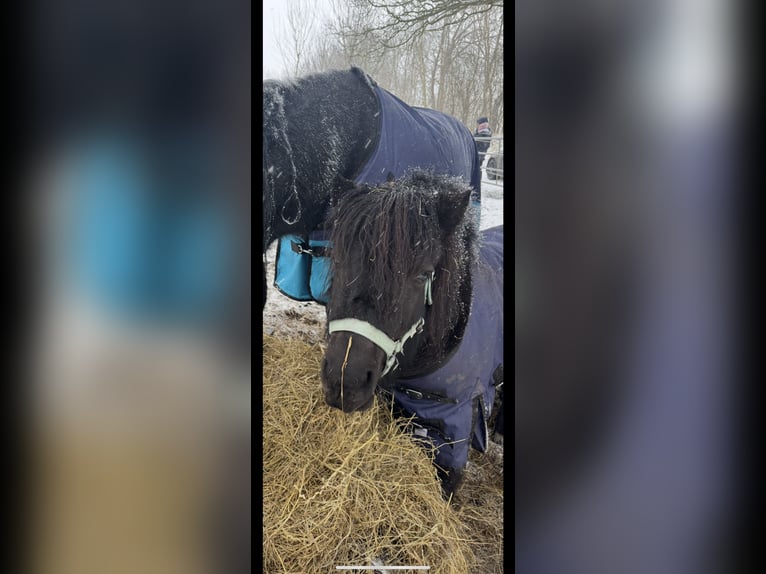 Kuce szetlandzkie Wałach 9 lat 105 cm Kara in Süderstapel