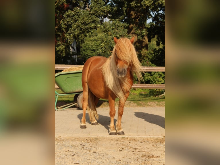Kuce szetlandzkie Wałach 9 lat 105 cm Kara in Osnabrück