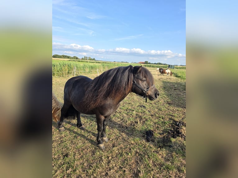 Kuce szetlandzkie Wałach 9 lat 110 cm Kara in Dornum Nessmersiel