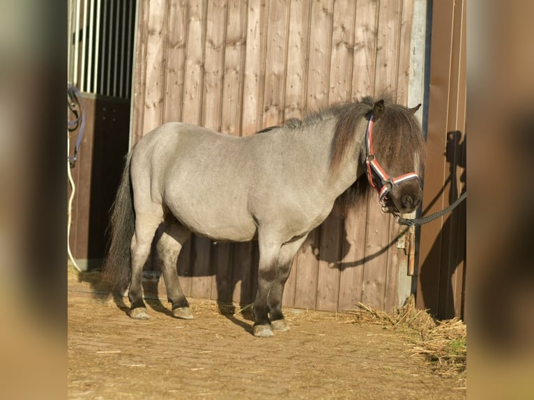 Kuce szetlandzkie Wałach 9 lat 85 cm Karodereszowata in Geilenkirchen
