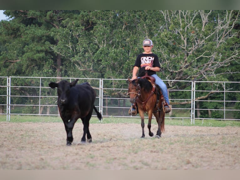 Kuce szetlandzkie Wałach 10 lat 117 cm Gniada in Slocum TX