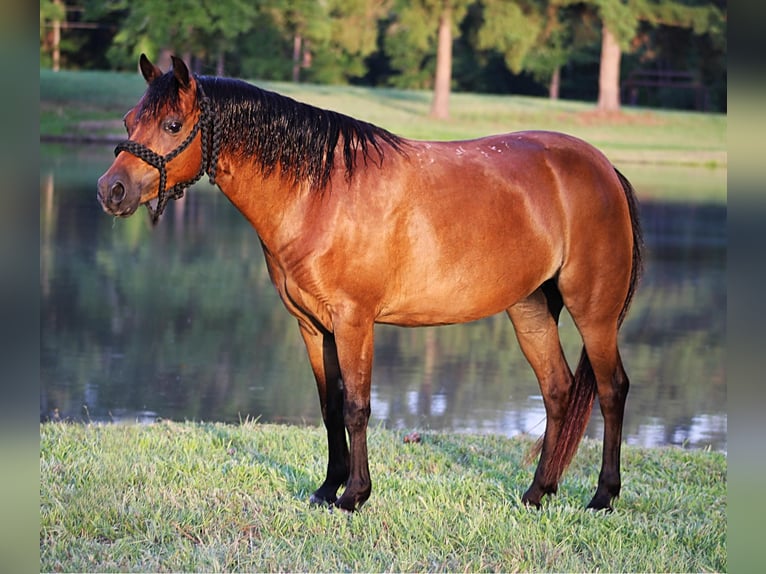 Kuce szetlandzkie Wałach 10 lat 117 cm Gniada in Slocum TX