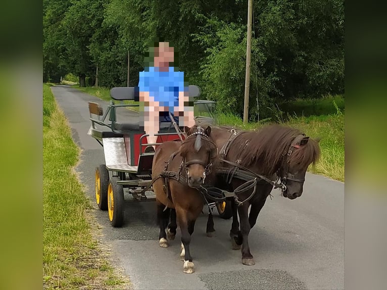 Kuce szetlandzkie Wałach 10 lat 91 cm Ciemnogniada in Rahden