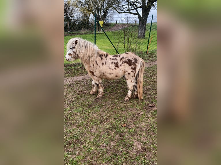 Kuce szetlandzkie Wałach 10 lat 91 cm Tarantowata in Immelbornad Salzungen