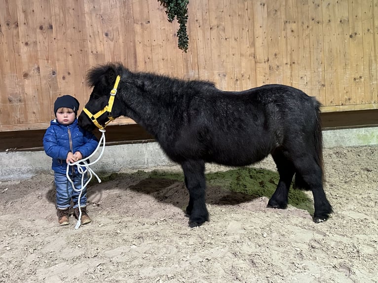 Kuce szetlandzkie Wałach 11 lat 100 cm Stalowosiwy in Riedlingen