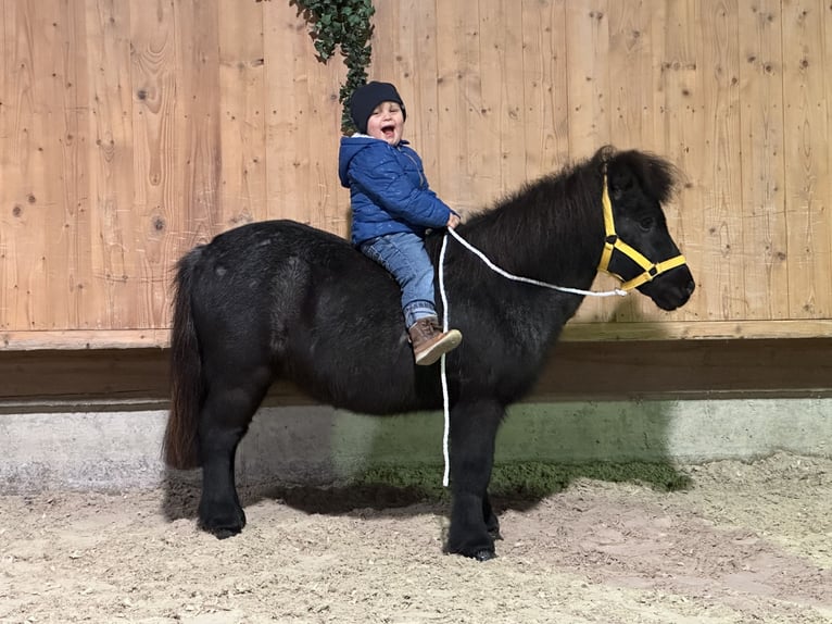 Kuce szetlandzkie Wałach 11 lat 100 cm Stalowosiwy in Riedlingen