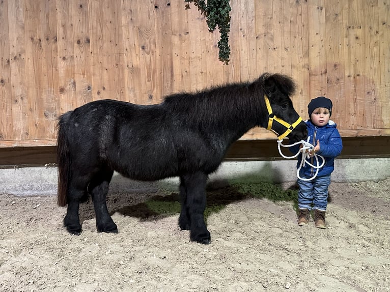 Kuce szetlandzkie Wałach 11 lat 100 cm Stalowosiwy in Riedlingen