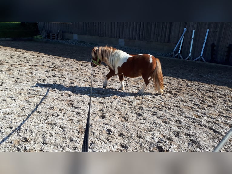 Kuce szetlandzkie Wałach 11 lat 105 cm Srokata in Frankenhardt