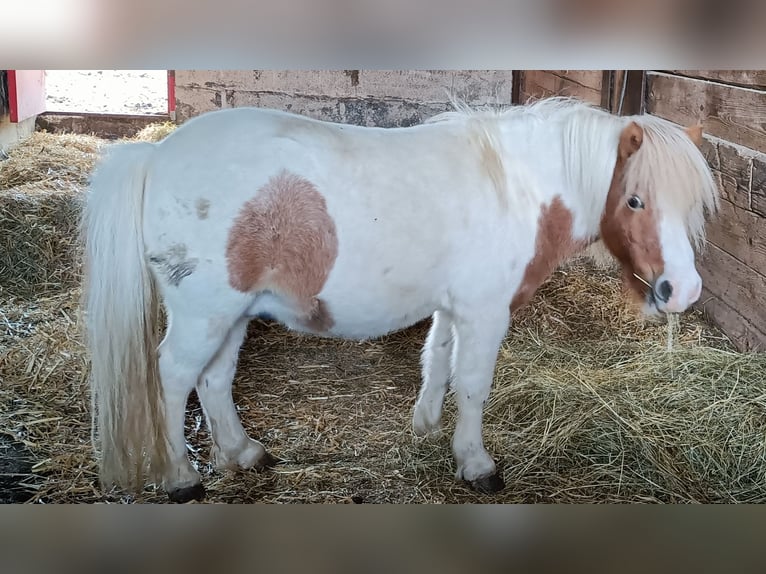 Kuce szetlandzkie Wałach 11 lat 91 cm Srokata in Künzelsau