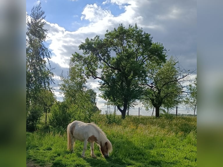 Kuce szetlandzkie Wałach 11 lat 91 cm Srokata in Künzelsau