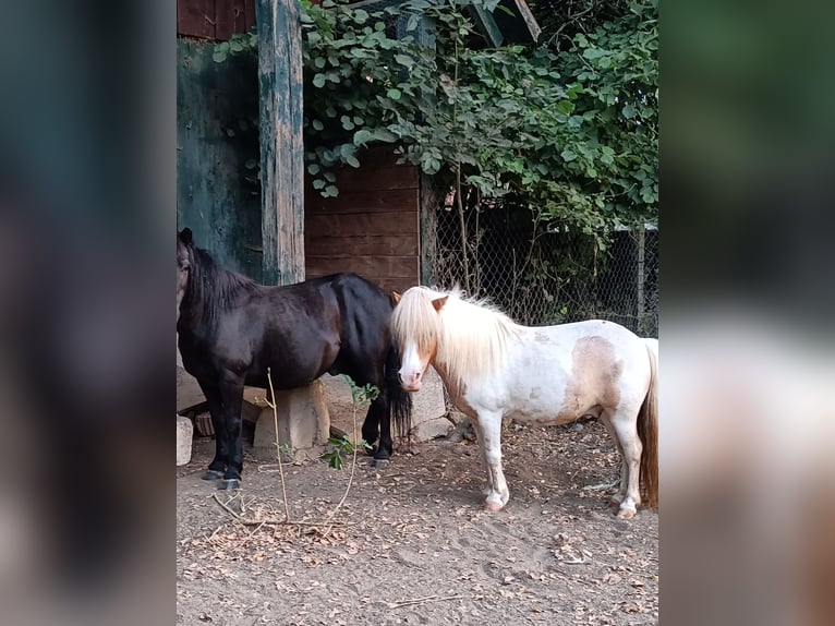 Kuce szetlandzkie Wałach 11 lat 91 cm Srokata in Künzelsau