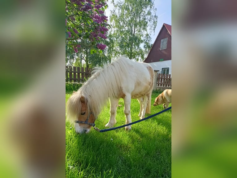 Kuce szetlandzkie Wałach 11 lat 91 cm Srokata in Künzelsau